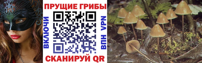 Купить  Лангепас  Псилоцибиновые грибы мицелий 